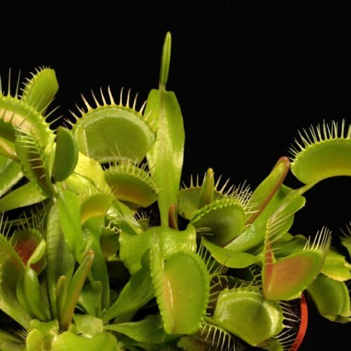 Photo Venus flytrap